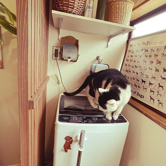 nekosamaさんの部屋