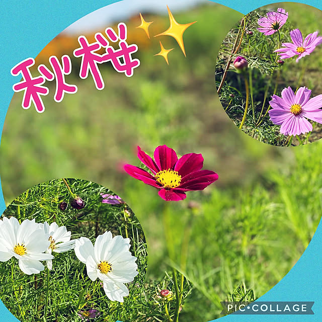 Smilkazuさんの実例写真