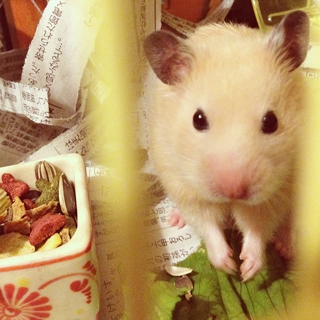 miyoさんの実例写真