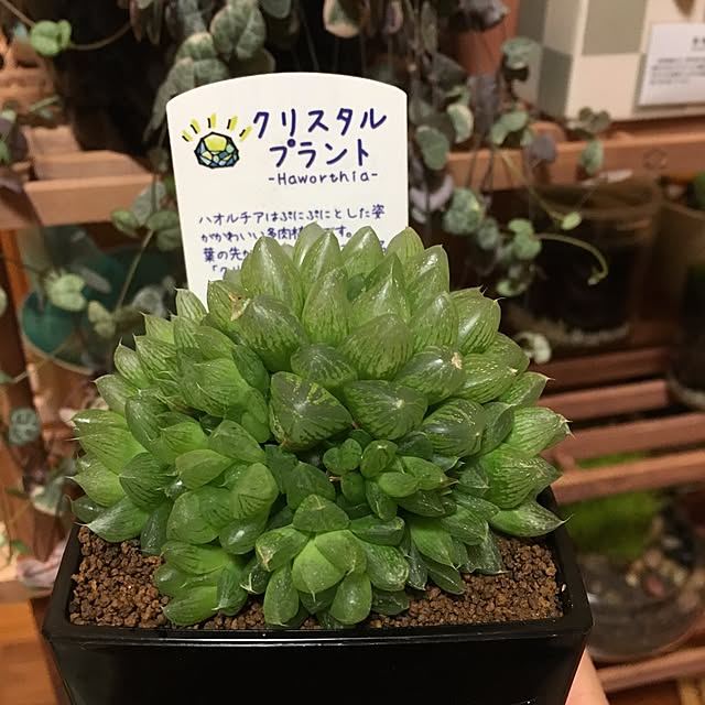 CHIROさんの実例写真