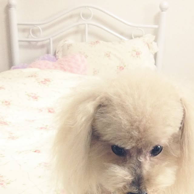 ao01viveさんの実例写真