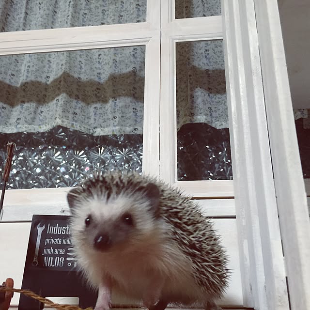 RURULOVEさんの実例写真