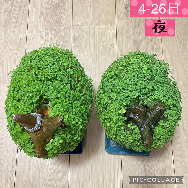 aureaさんの実例写真