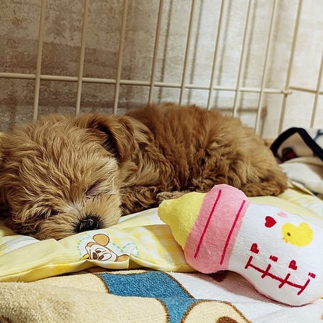 ffさんの部屋