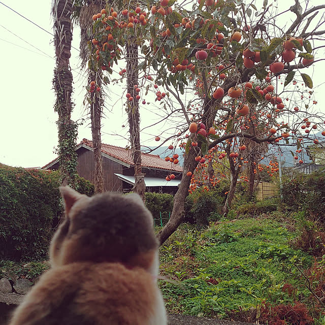 fukuさんの実例写真