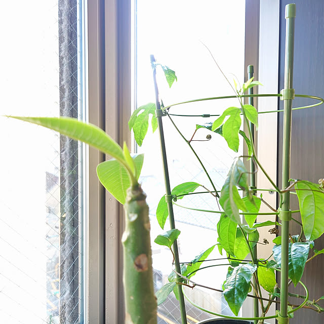 cocosorasakuさんの実例写真