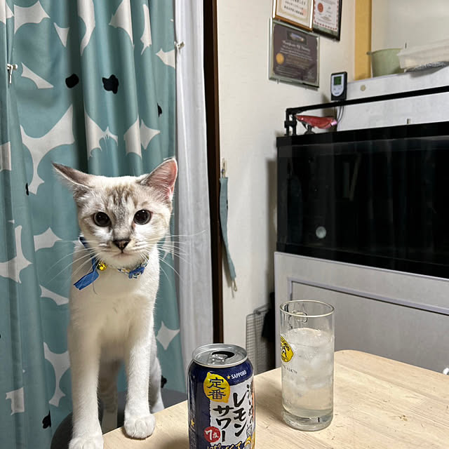 nekoさんの実例写真