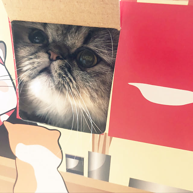 ryushinさんの実例写真