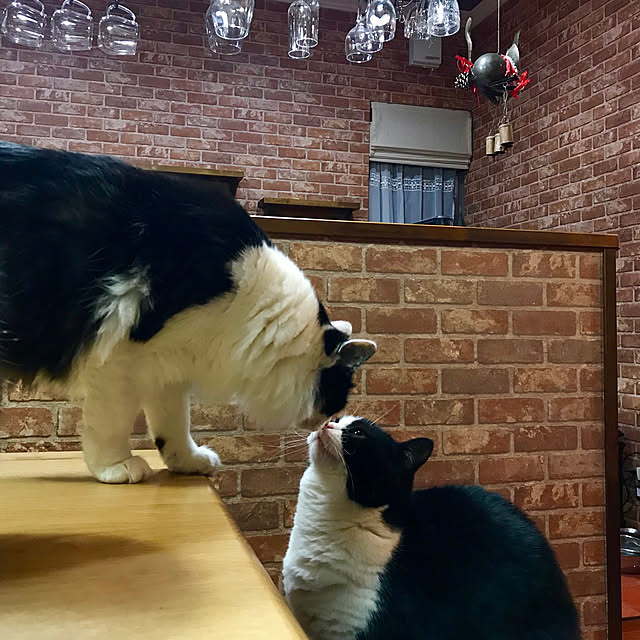 butachanさんの実例写真