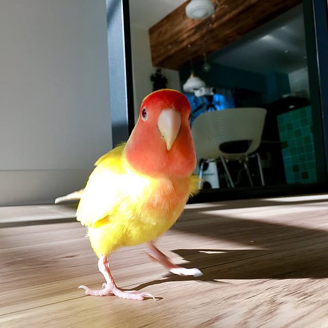 kokohanoさんの実例写真