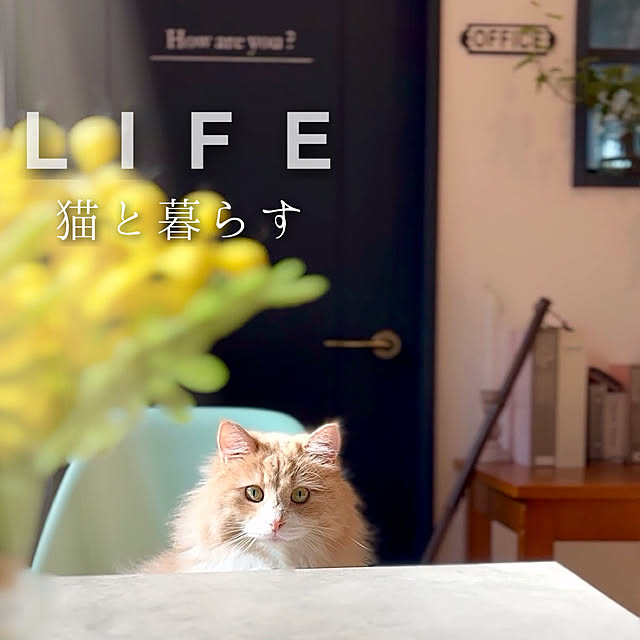 chibinoriさんの実例写真