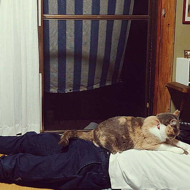 fukuさんの実例写真
