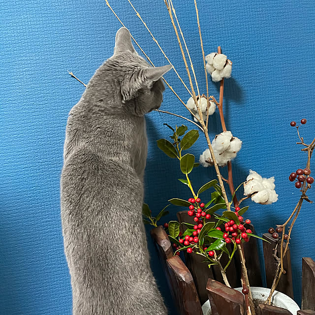chiyaさんの実例写真