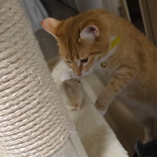 minnieさんの部屋
