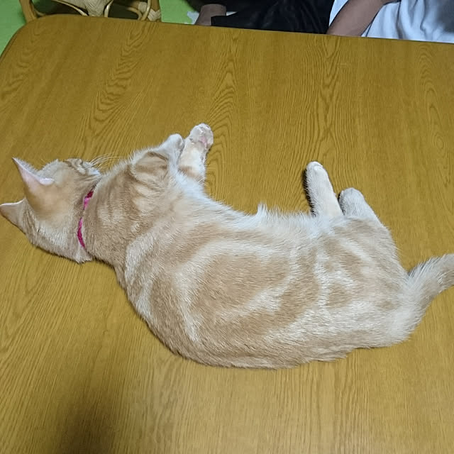 shinobuさんの実例写真