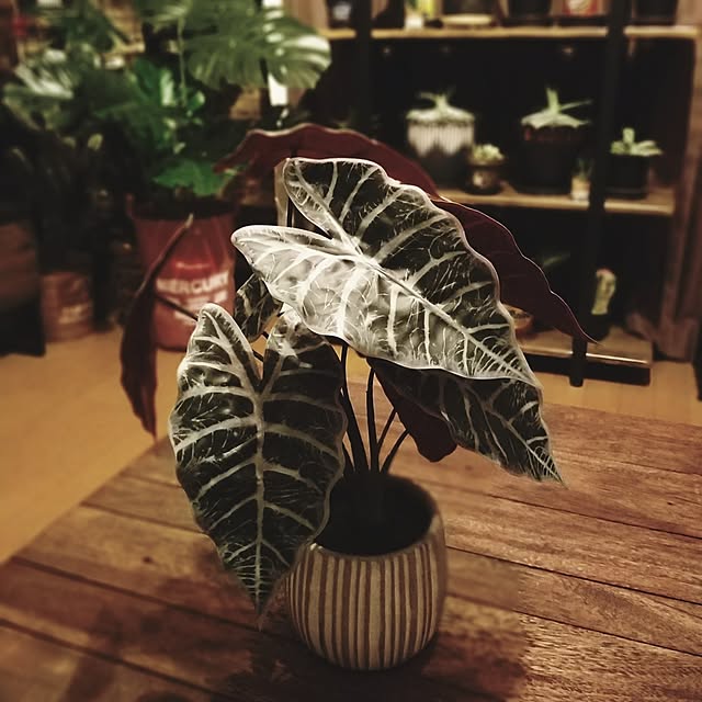momozouさんの実例写真