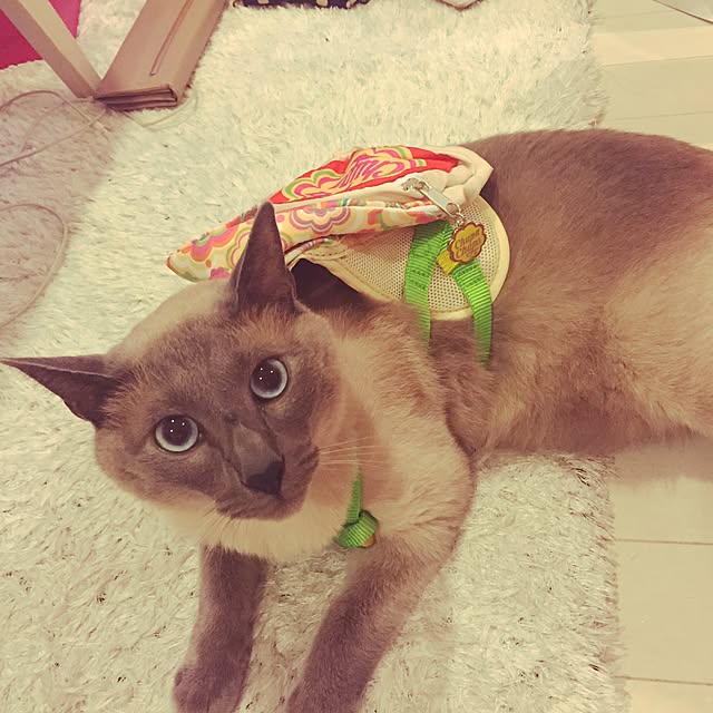 makikoさんの実例写真