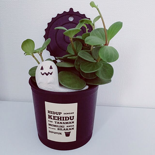 ashさんの実例写真