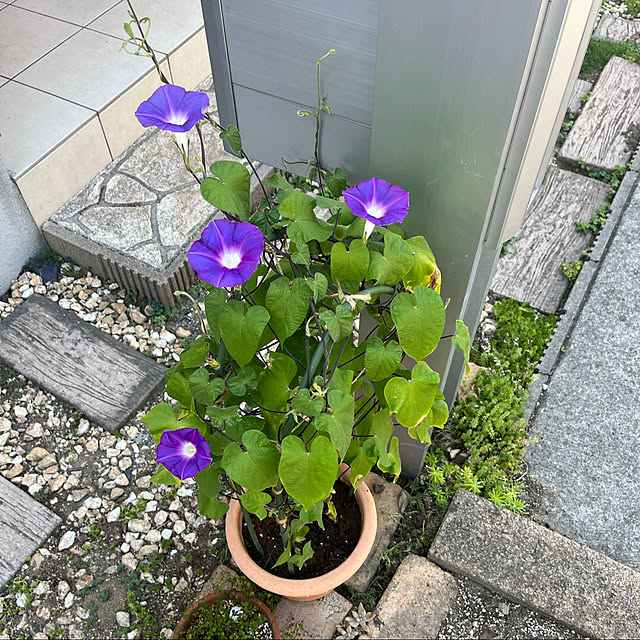 pekoさんの実例写真