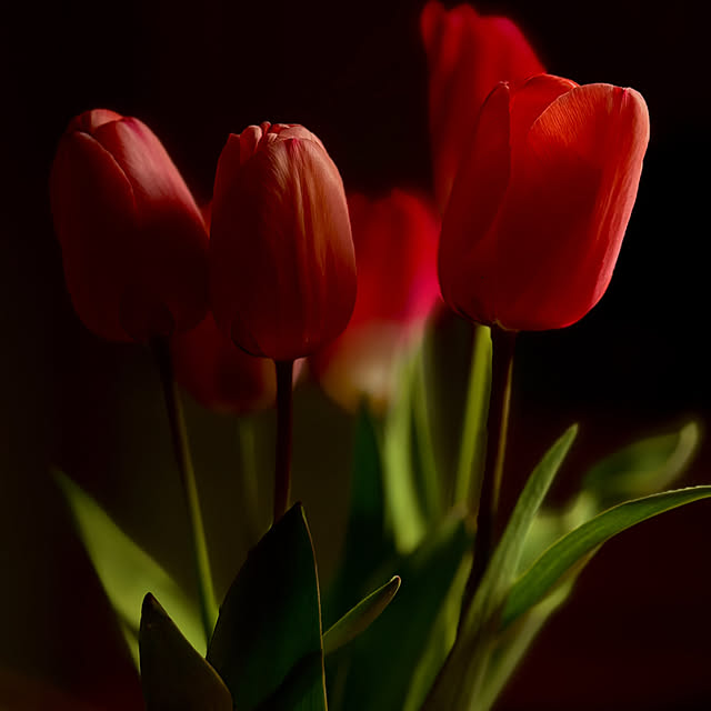 mirutanさんの実例写真