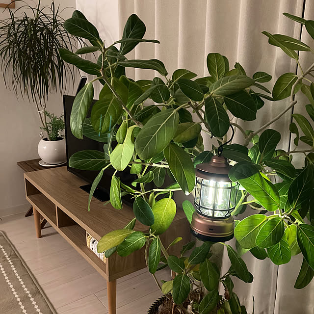 piazさんの実例写真