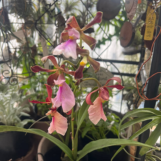 Dorisさんの実例写真