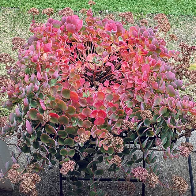 Renさんの実例写真