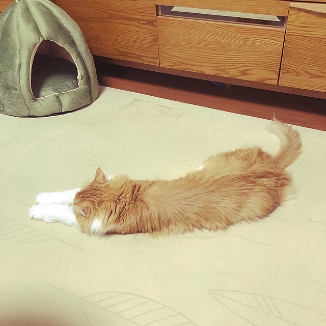 uchidaizuさんの実例写真