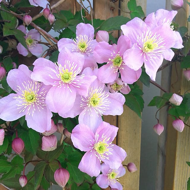 HappyRoseさんの実例写真