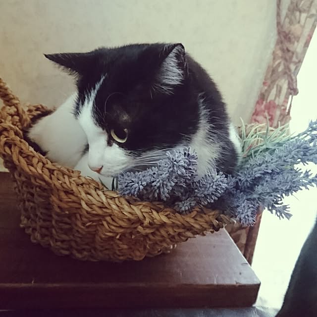 genさんの実例写真