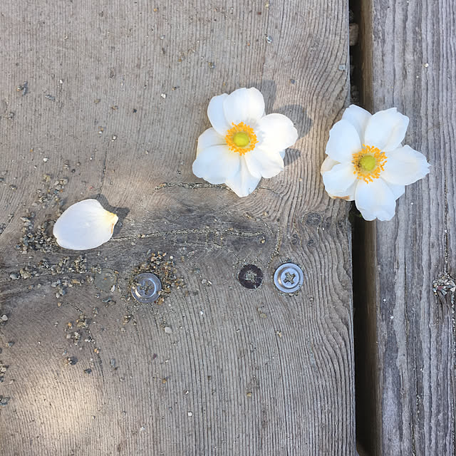 cottoncottonさんの実例写真