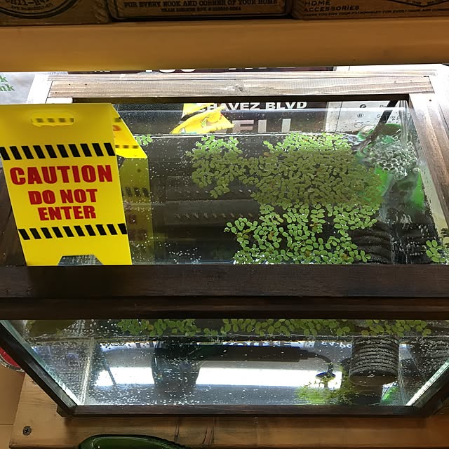 tetra163さんの実例写真