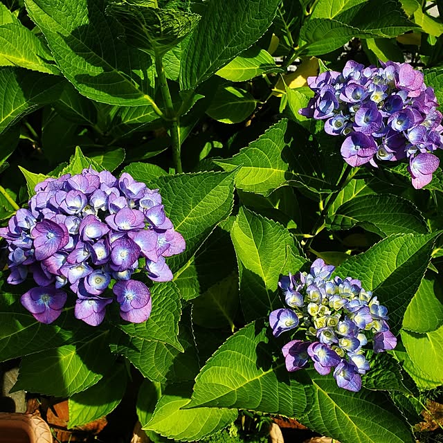 LEAFさんの実例写真