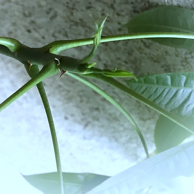 seroriさんの実例写真