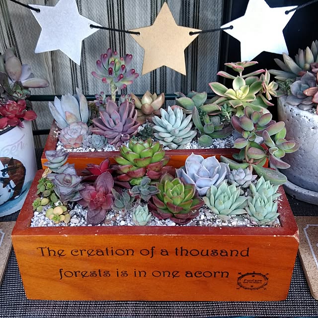 木箱の寄せ植えのおすすめ商品とおしゃれな実例 | RoomClip 木箱の寄せ植えのおすすめ商品とおしゃれな実例 | RoomClip