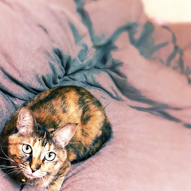 MOCAさんの実例写真