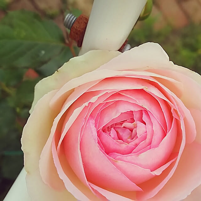 sunflowerさんの実例写真