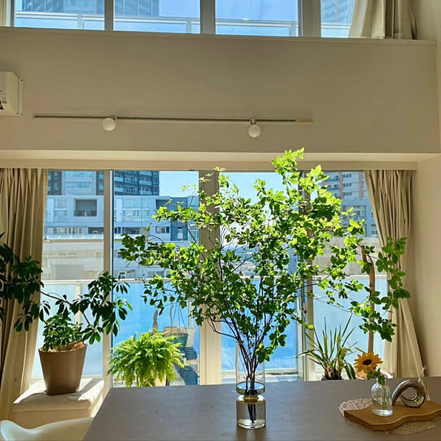 ドウダン/ドウダンツツジ/植物/植物のある暮らし/White...などのインテリア実例 - 2022-06-27 19:53:38