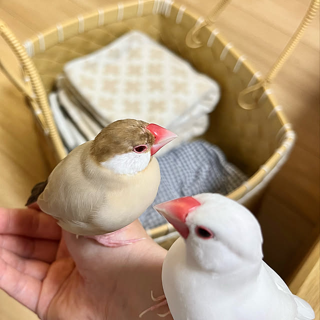 hananokaoriさんの実例写真