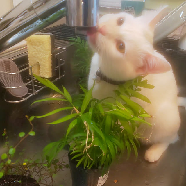 necoさんの実例写真