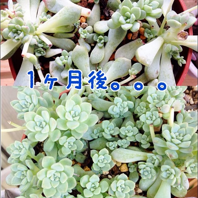 momoさんの実例写真