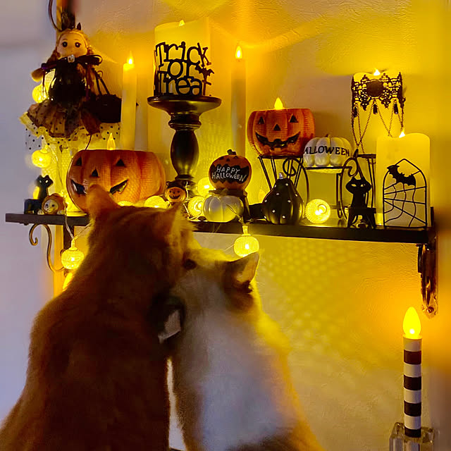 ハロウィン/猫のいる暮らし/イベントに参加/棚のインテリア実例 - 2020-09-18 18:30:55