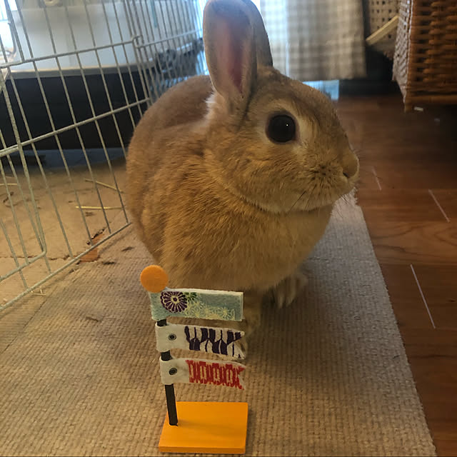 pikarunさんの実例写真