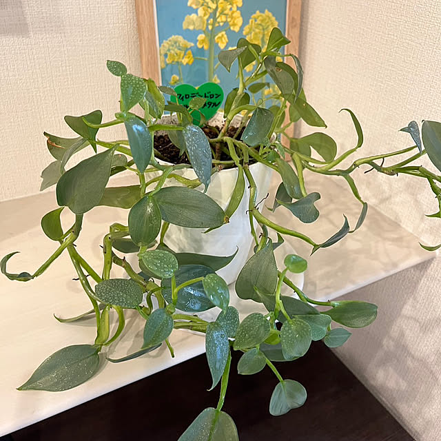 miさんの部屋