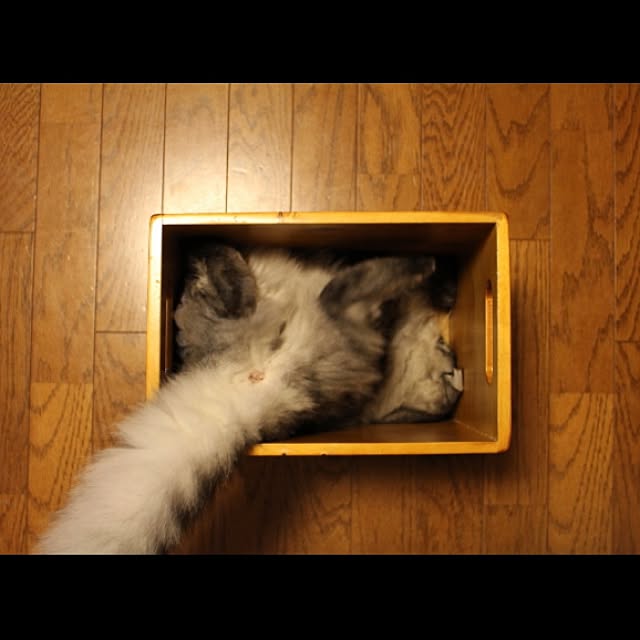 kurumin5さんの実例写真