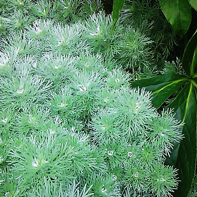 portulacaさんの実例写真