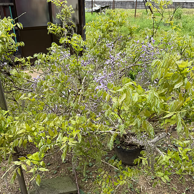 sakakenさんの実例写真