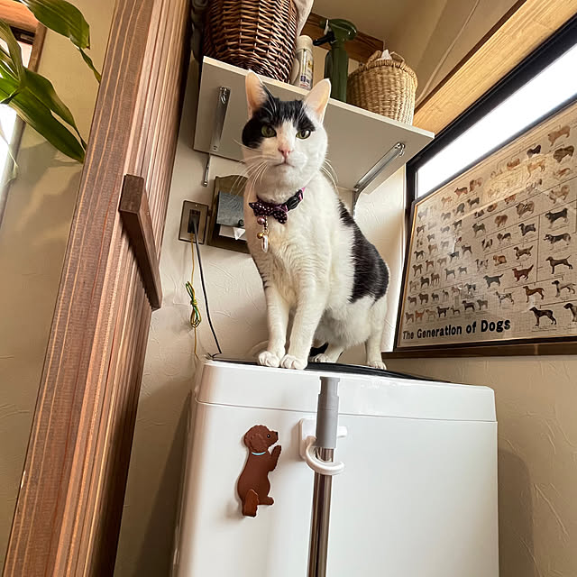 nekosamaさんの実例写真