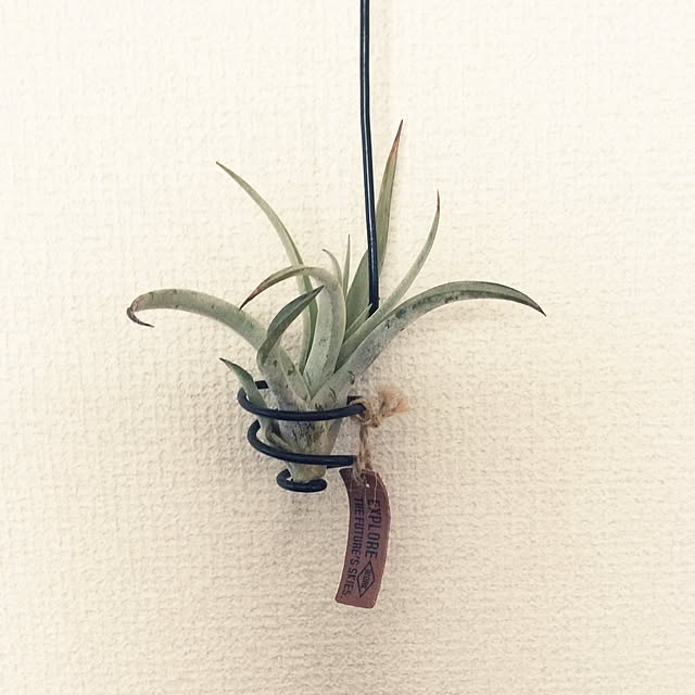 壁/天井/観葉植物のインテリア実例 - 2017-05-19 13:51:51