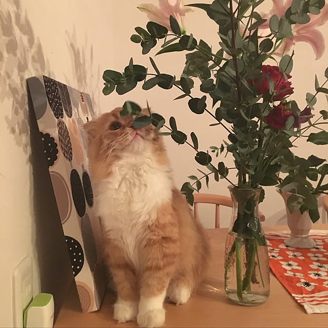 PIYOLANDさんの実例写真